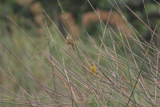 Photo (10): Grassland Yellow-Finch