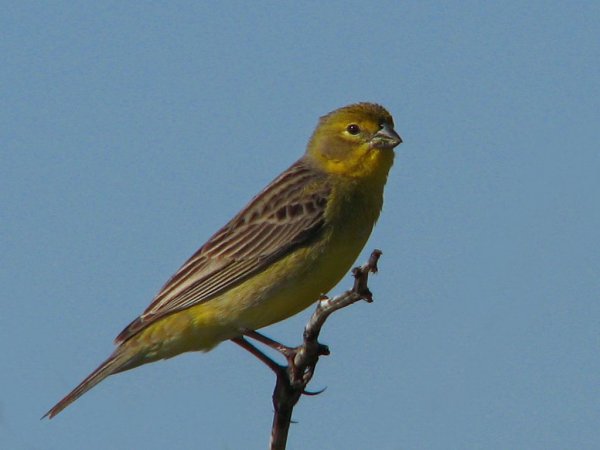 Photo (5): Grassland Yellow-Finch