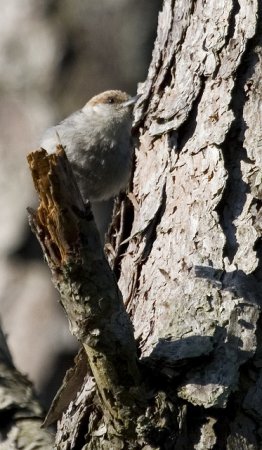 Photo (9): Brown-headed Nuthatch