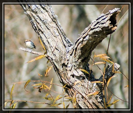 Photo (12): Brown-headed Nuthatch