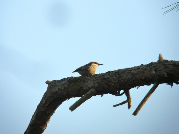 Photo (15): Brown-headed Nuthatch