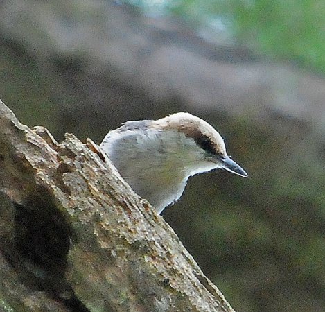 Photo (21): Brown-headed Nuthatch