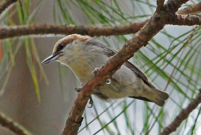Photo (17): Brown-headed Nuthatch