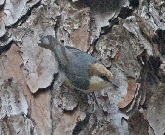 Photo (20): Brown-headed Nuthatch