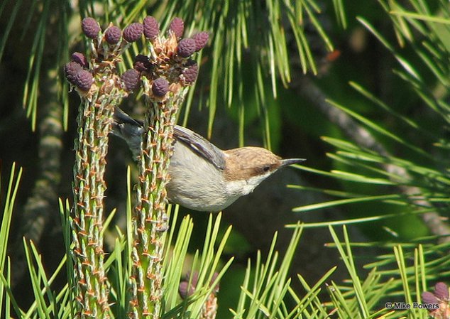 Photo (7): Brown-headed Nuthatch