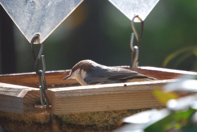 Photo (16): Brown-headed Nuthatch