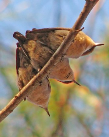Photo (14): Brown-headed Nuthatch