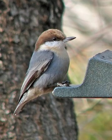 Photo (3): Brown-headed Nuthatch