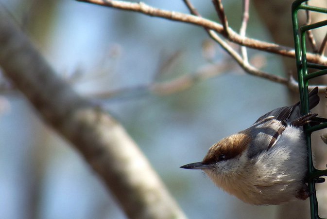 Photo (6): Brown-headed Nuthatch
