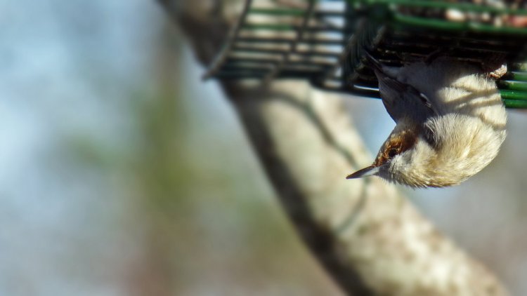 Photo (11): Brown-headed Nuthatch