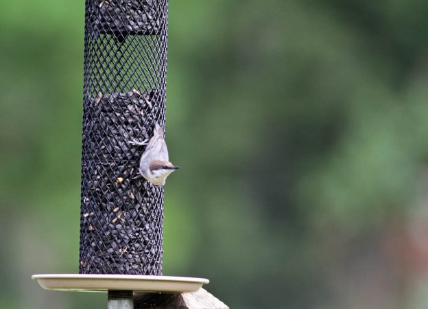 Photo (19): Brown-headed Nuthatch