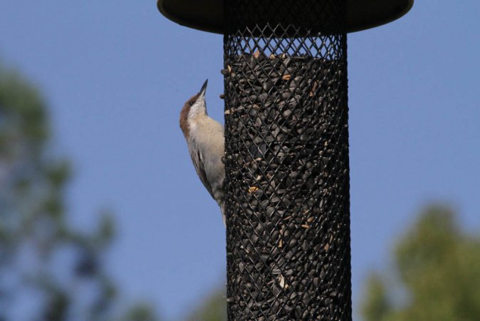 Photo (18): Brown-headed Nuthatch