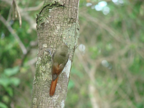 Photo (2): Olivaceous Woodcreeper
