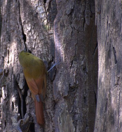 Photo (4): Olivaceous Woodcreeper
