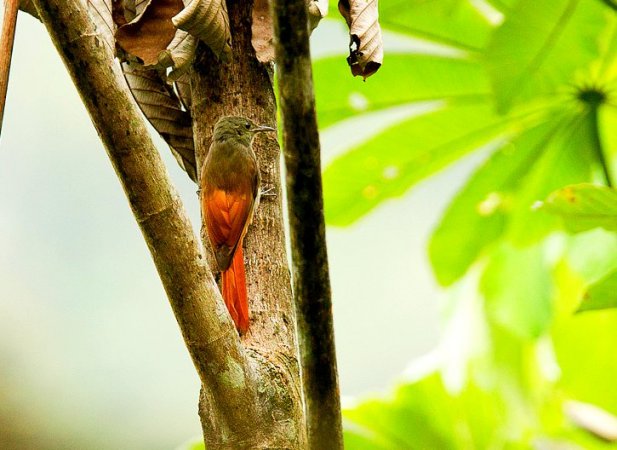 Photo (3): Olivaceous Woodcreeper