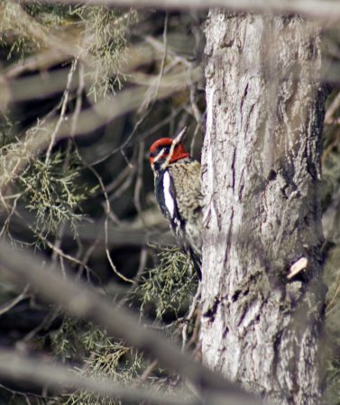 Photo (6): Red-naped Sapsucker
