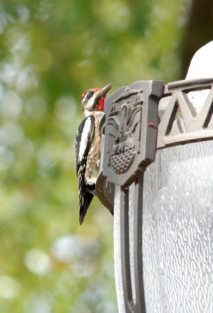 Photo (19): Red-naped Sapsucker