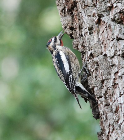 Photo (12): Red-naped Sapsucker