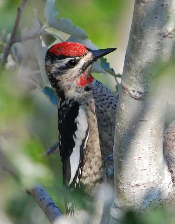 Photo (10): Red-naped Sapsucker