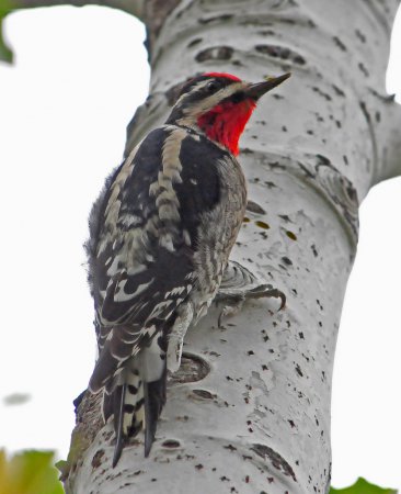 Photo (16): Red-naped Sapsucker