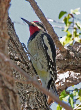 Photo (7): Red-naped Sapsucker