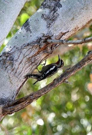 Photo (13): Red-naped Sapsucker