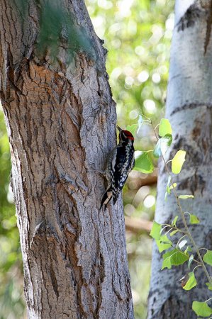 Photo (18): Red-naped Sapsucker