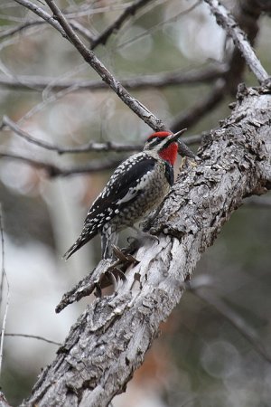Photo (15): Red-naped Sapsucker