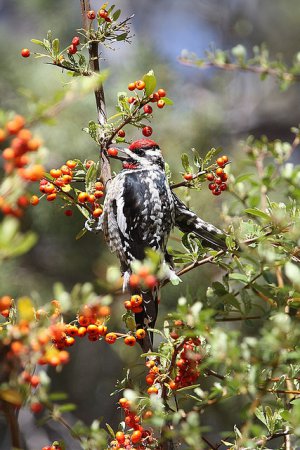 Photo (11): Red-naped Sapsucker