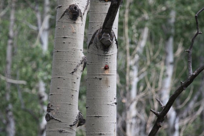 Photo (14): Red-naped Sapsucker