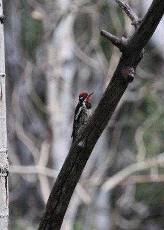 Photo (17): Red-naped Sapsucker