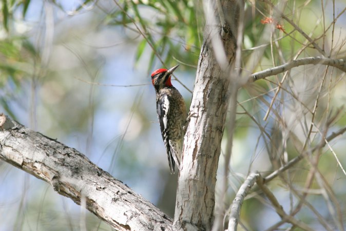 Photo (9): Red-naped Sapsucker