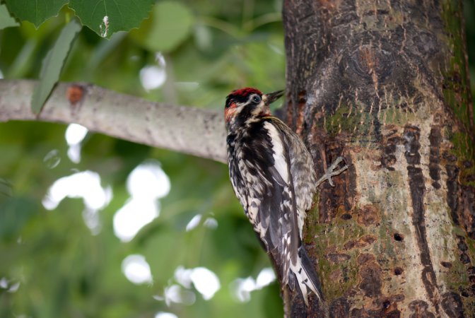 Photo (8): Red-naped Sapsucker