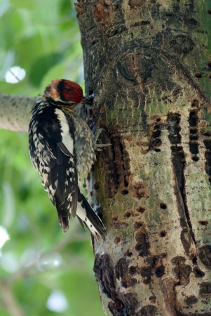 Photo (20): Red-naped Sapsucker