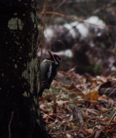 Photo (11): Yellow-bellied Sapsucker