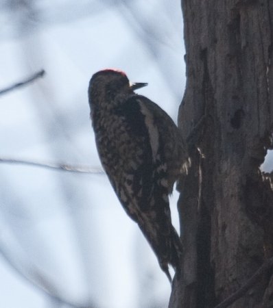 Photo (23): Yellow-bellied Sapsucker