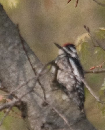 Photo (14): Yellow-bellied Sapsucker