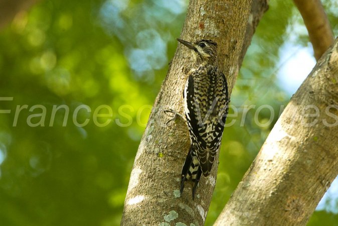 Photo (24): Yellow-bellied Sapsucker