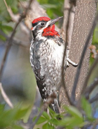 Photo (21): Yellow-bellied Sapsucker
