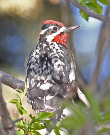 Photo (20): Yellow-bellied Sapsucker