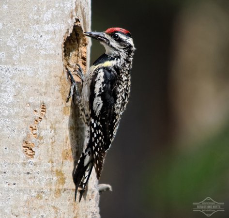 Photo (12): Yellow-bellied Sapsucker