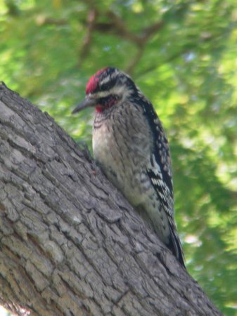 Photo (16): Yellow-bellied Sapsucker