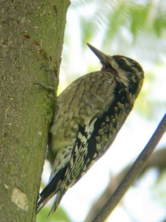 Photo (18): Yellow-bellied Sapsucker