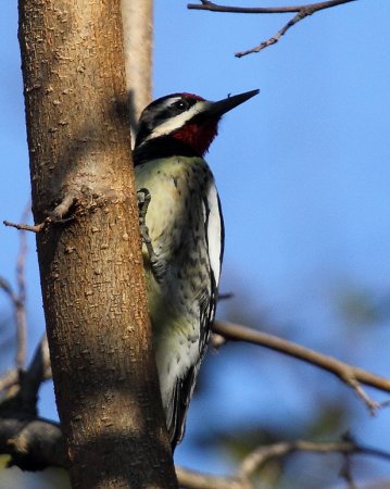 Photo (17): Yellow-bellied Sapsucker