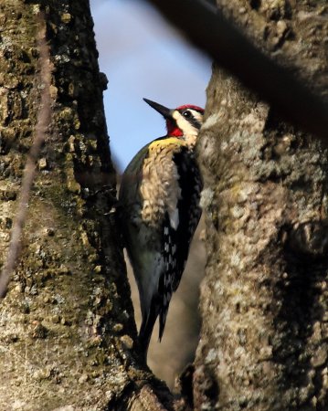 Photo (22): Yellow-bellied Sapsucker