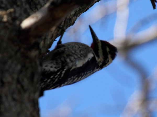 Photo (19): Yellow-bellied Sapsucker
