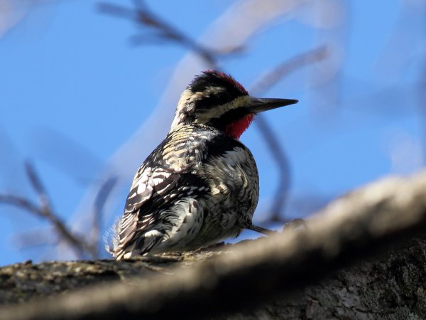 Photo (15): Yellow-bellied Sapsucker