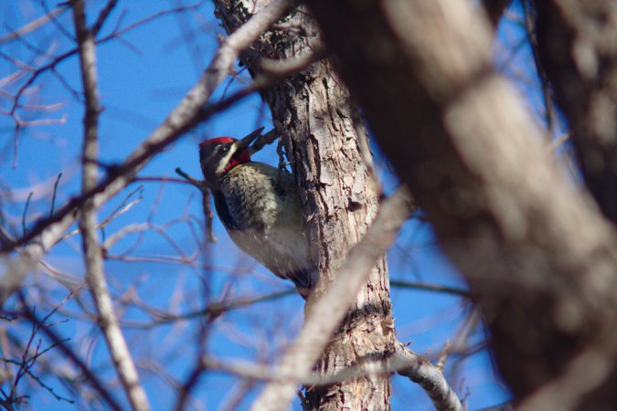 Photo (13): Yellow-bellied Sapsucker