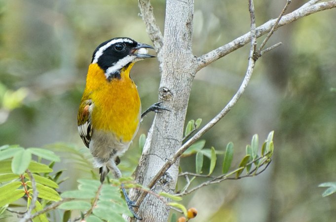 Photo (3): Western Spindalis