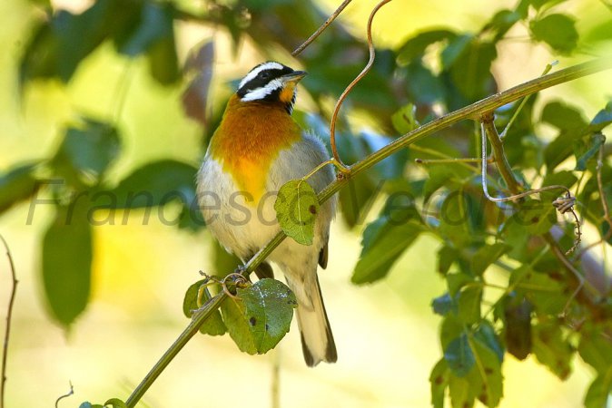Photo (12): Western Spindalis